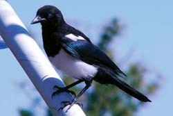 Black-billed Magpie