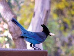 Blue Jay Birdzilla - Wild About Wild Birds