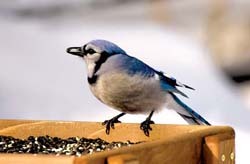 Blue Jay Birdzilla - Wild About Wild Birds