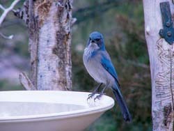 Western Scrub Jay