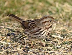 Song Sparrow 