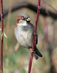 House Sparrow 