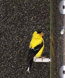 nyjer goldfinch