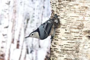 white breasted nuthatch on birch