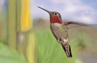 Anna's Hummingbird